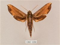 斜綠天蛾藏品圖，第1張