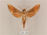 斜綠天蛾藏品圖，第2張