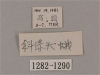 斜綠天蛾藏品圖，第3張