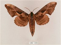 盾天蛾藏品圖，第1張