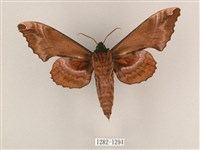 盾天蛾藏品圖，第2張