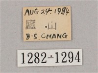 盾天蛾藏品圖，第3張