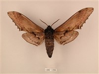 臺灣鋸翅天蛾藏品圖，第2張