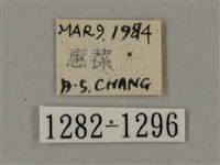 臺灣鋸翅天蛾藏品圖，第3張