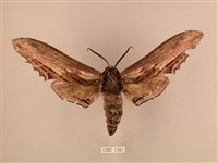 臺灣鋸翅天蛾藏品圖，第1張