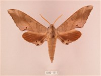 栗六點天蛾藏品圖，第1張