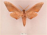 栗六點天蛾藏品圖，第2張