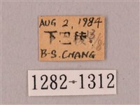 栗六點天蛾藏品圖，第3張