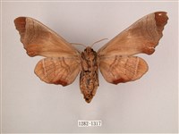 椴六點天蛾藏品圖，第2張