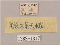 椴六點天蛾藏品圖，第3張