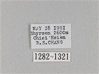褐斜帶枯葉蛾藏品圖，第3張