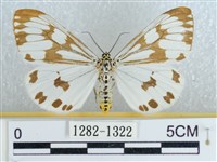 粉蝶燈蛾藏品圖，第1張