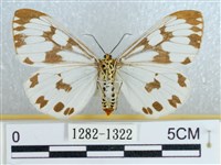 粉蝶燈蛾藏品圖，第2張