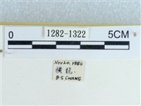 粉蝶燈蛾藏品圖，第3張