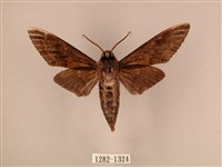 白星天蛾藏品圖，第2張