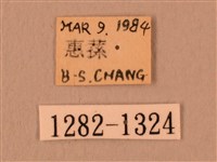 白星天蛾藏品圖，第3張