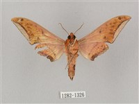 廣東鷹翅天蛾藏品圖，第2張