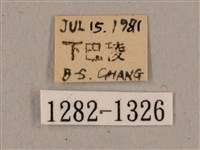 廣東鷹翅天蛾藏品圖，第3張