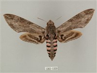 蝦殼天蛾藏品圖，第1張