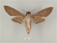 蝦殼天蛾藏品圖，第2張