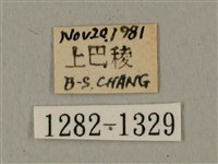 蝦殼天蛾藏品圖，第3張