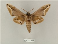 白點天蛾 藏品圖，第2張