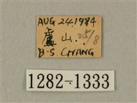 白點天蛾 藏品圖，第3張