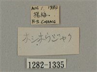 叉帶長喙天蛾藏品圖，第3張
