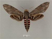 蝦殼天蛾藏品圖，第1張