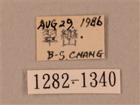 裂斑鷹翅天蛾藏品圖，第3張