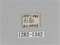薄翅枯葉蛾藏品圖，第3張