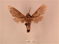 白星天蛾藏品圖，第2張