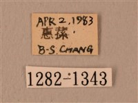 白星天蛾藏品圖，第3張