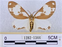 後凸蝶燈蛾藏品圖，第1張