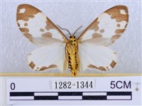 後凸蝶燈蛾藏品圖，第2張