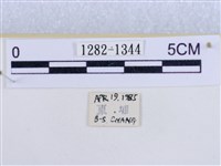 後凸蝶燈蛾藏品圖，第3張