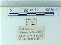 粉蝶燈蛾藏品圖，第3張