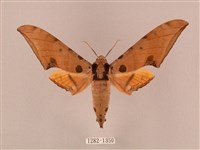 裂斑鷹翅天蛾藏品圖，第1張