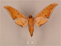 裂斑鷹翅天蛾藏品圖，第2張