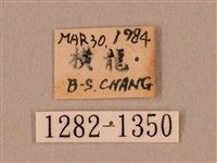 裂斑鷹翅天蛾藏品圖，第3張