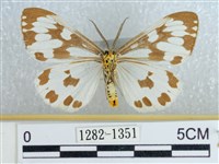 粉蝶燈蛾藏品圖，第2張