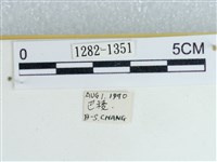 粉蝶燈蛾藏品圖，第3張