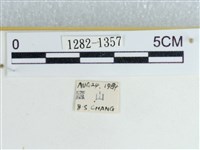 粉蝶燈蛾藏品圖，第3張