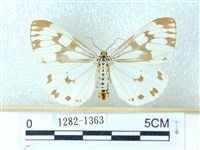 粉蝶燈蛾藏品圖，第1張