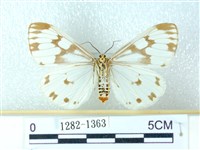 粉蝶燈蛾藏品圖，第2張