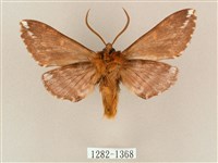 井上氏絨毛天蛾藏品圖，第2張