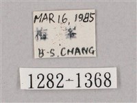 井上氏絨毛天蛾藏品圖，第3張