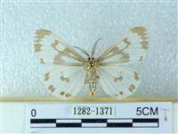 粉蝶燈蛾藏品圖，第2張