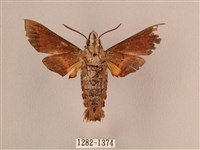 波斑長喙天蛾藏品圖，第2張