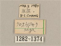 波斑長喙天蛾藏品圖，第3張